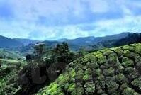 大象视频永久回家地址-大象视频，永恒的归宿——解析其永久回家地址的深远影响